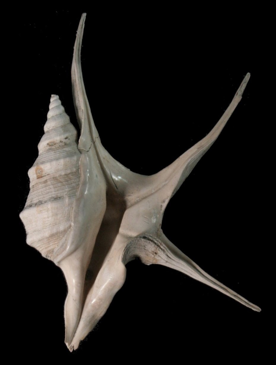 Mollusci del Pliocene Italiano - Aporrhais uttingeriana (Risso,1826)